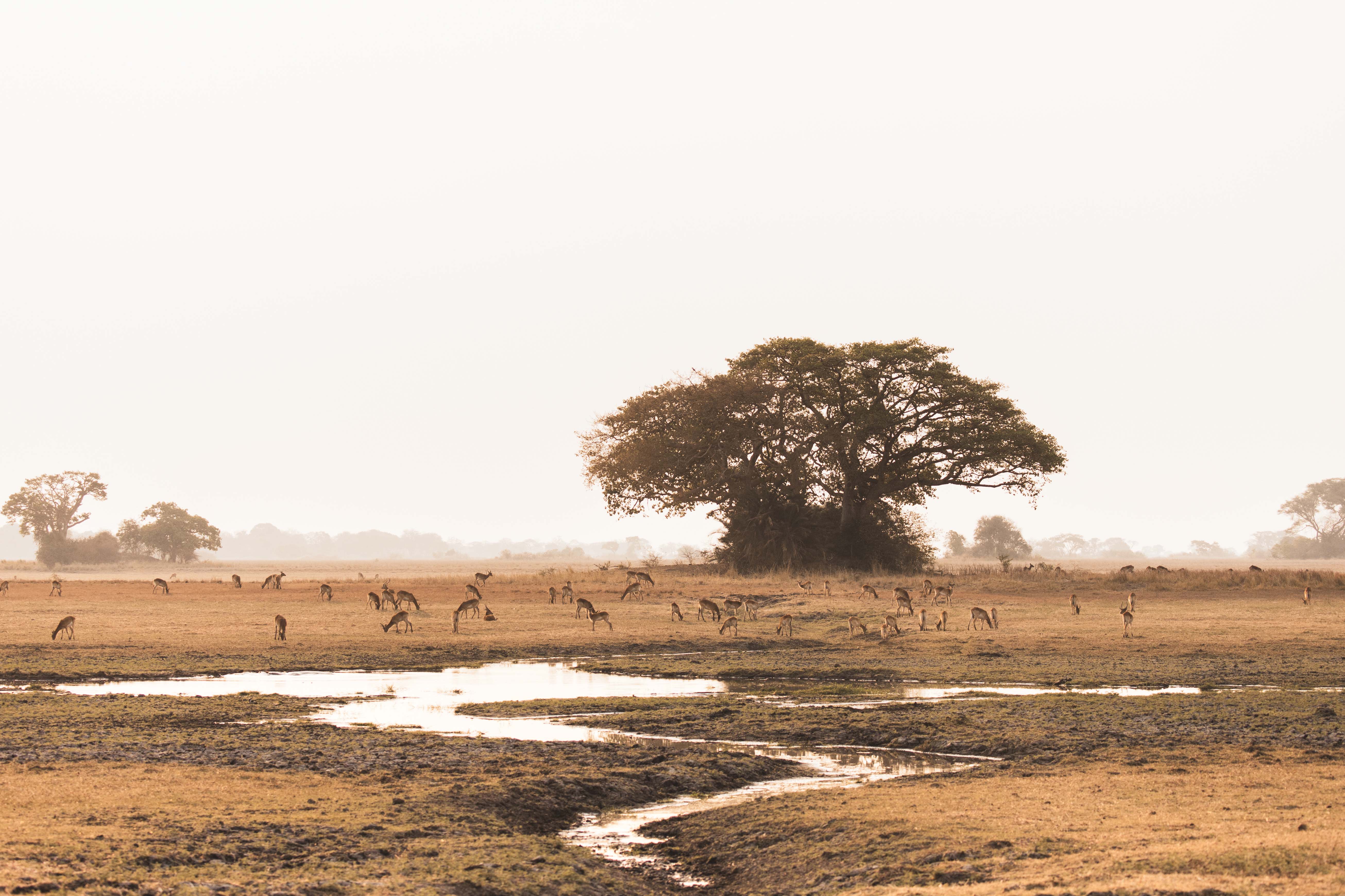 Travel to Kafue for a Luxury Zambia Safari